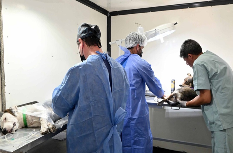 Tenencia responsable de mascotas: El Quirófano Externo de Zoonosis atenderá en cuatro puntos de la ciudad