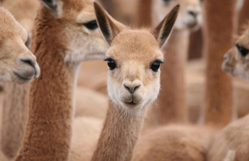 Intensifican la lucha contra la caza furtiva de vicuñas en la Puna jujeña