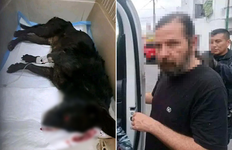 Horror en Salta: una perra sufrió una brutal golpiza con traumatismo de cráneo y su dueño fue detenido