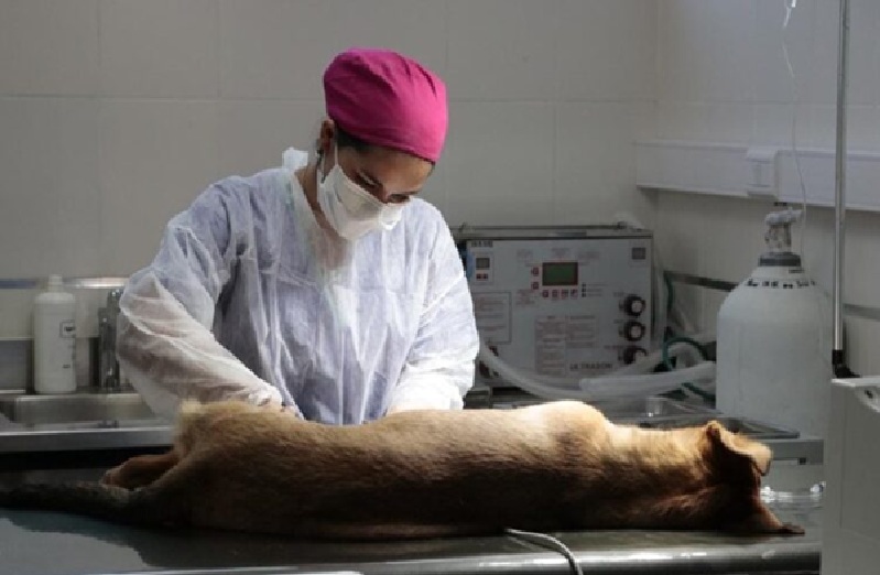Zoonosis realizará operativos de castración y bienestar animal en distintos barrios de la ciudad