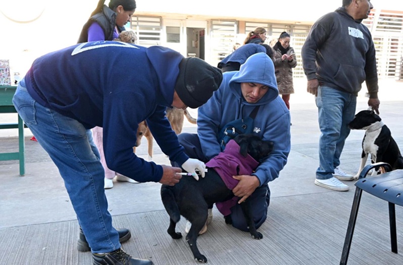 Atención vecinos: Operativo de Bienestar Animal y el quirófano móvil recorrerán distintos barrios capitalinos 