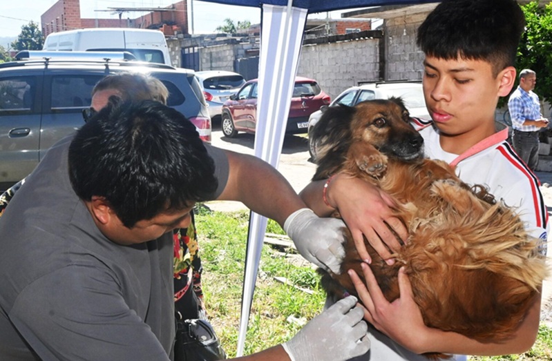 Nueva semana de atención en el quirófano móvil: Mirá el cronograma para el cuidado responsable de los animales