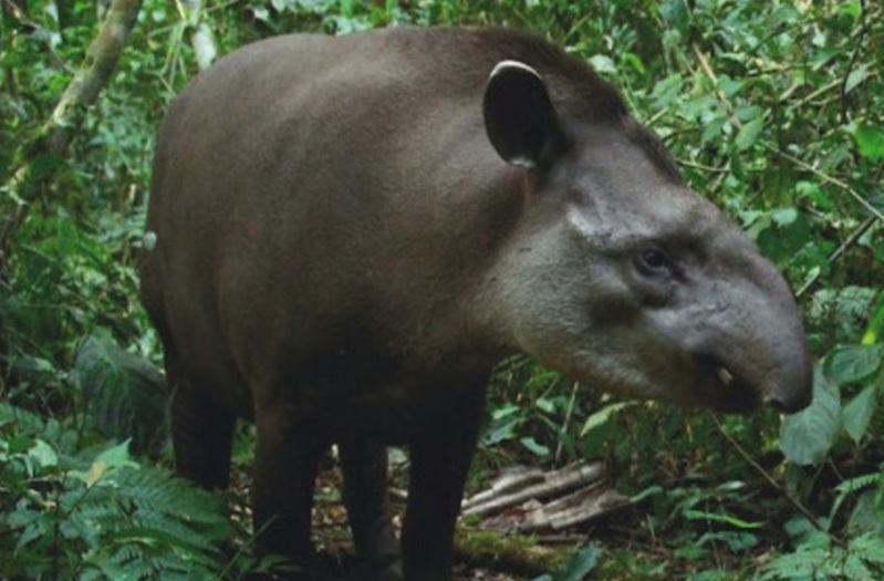 Lanzan concurso escolar: CAFAJU rescató una Tapir bebé y ahora buscan un nombre para bautizarla
