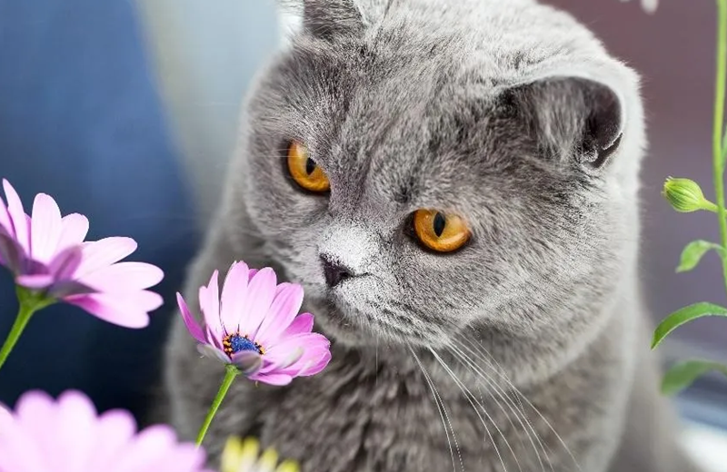 Primavera con gatos: más calor, más pelo y más cuidados para acompañarlos