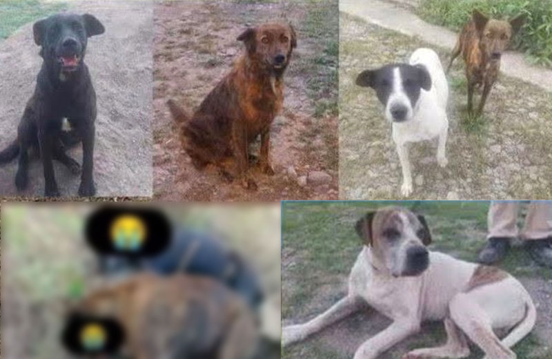 Crueldad animal en Río Blanco: vecinos marcharán pidiendo justicia por el asesinato de cinco perros comunitarios